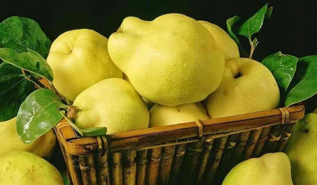 dinja_vitaminska_bomba