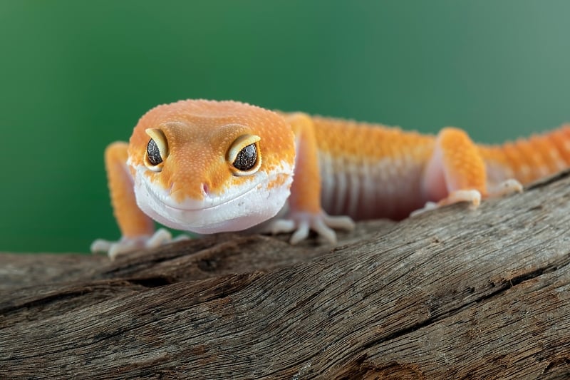 Gekon