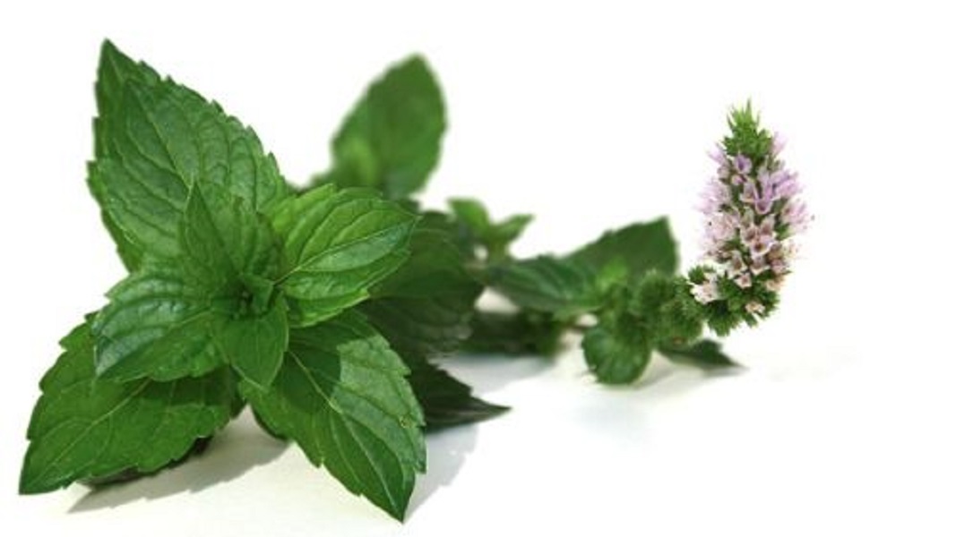 menta