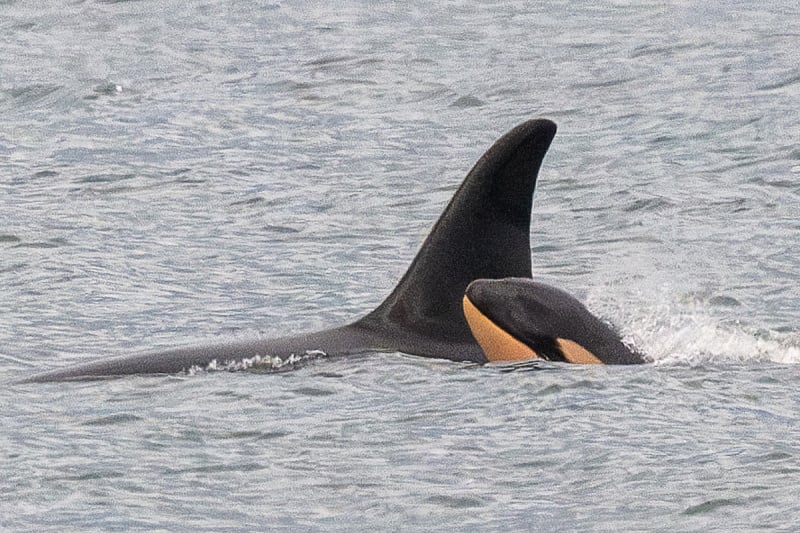orka