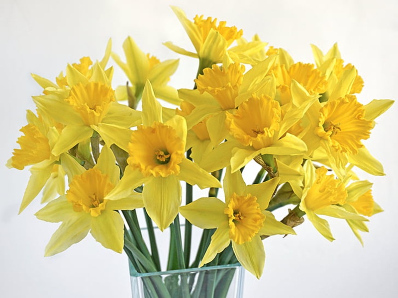 daffodils-bouquet-spring-flowers-preview