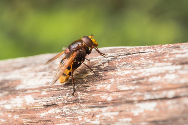 Hornet mimic hoverfly, Volucella zonaria, a Batesian mimic, Valle del Anapo, Sicily, Italy